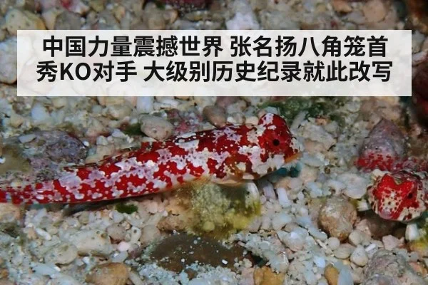 中国力量震撼世界 张名扬八角笼首秀KO对手 大级别历史纪录就此改写